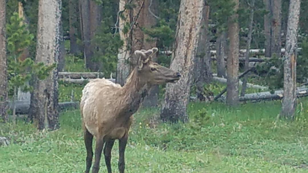 elk close2.jpg