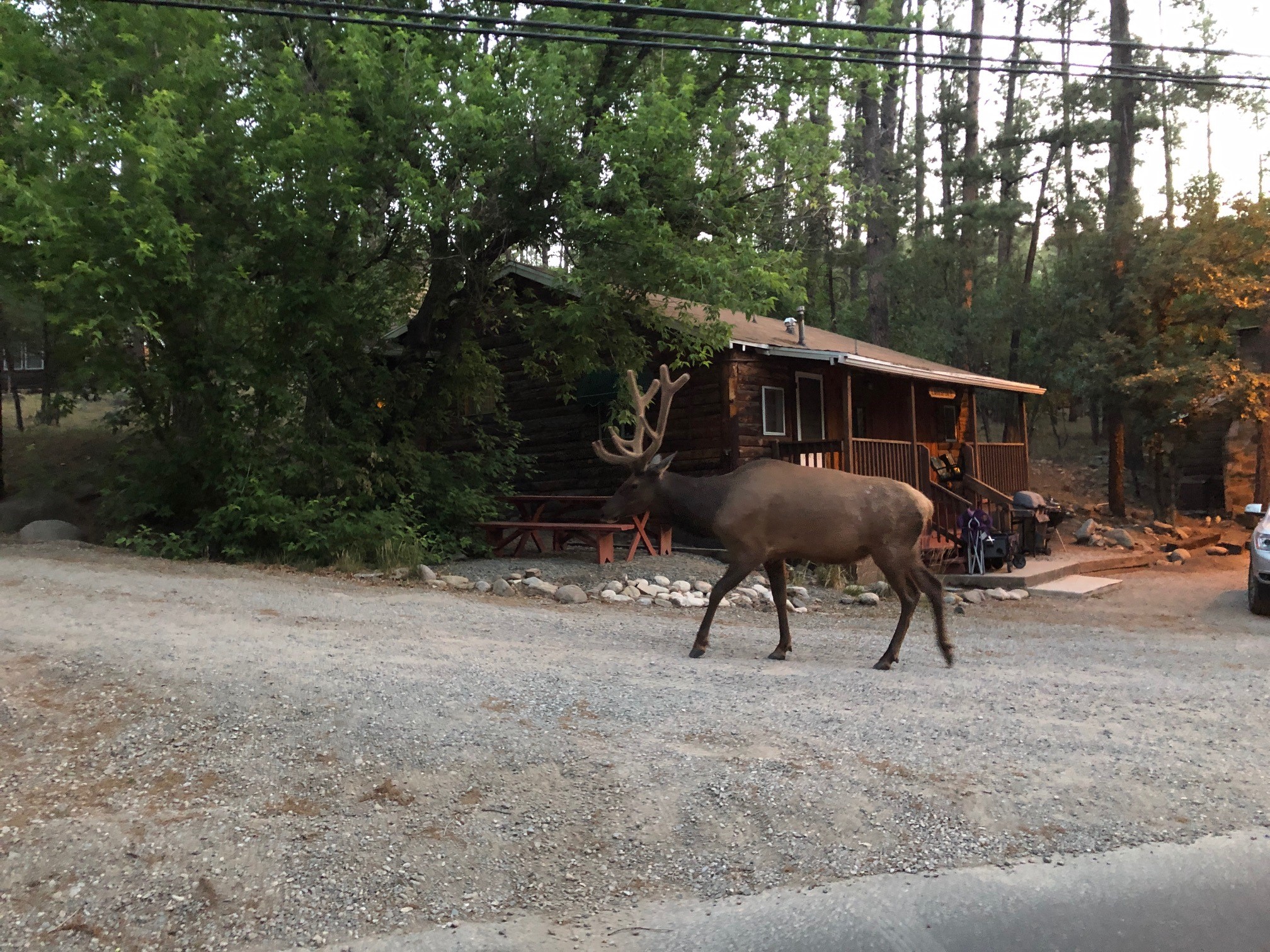 Elk in Upper Canyon.jpg