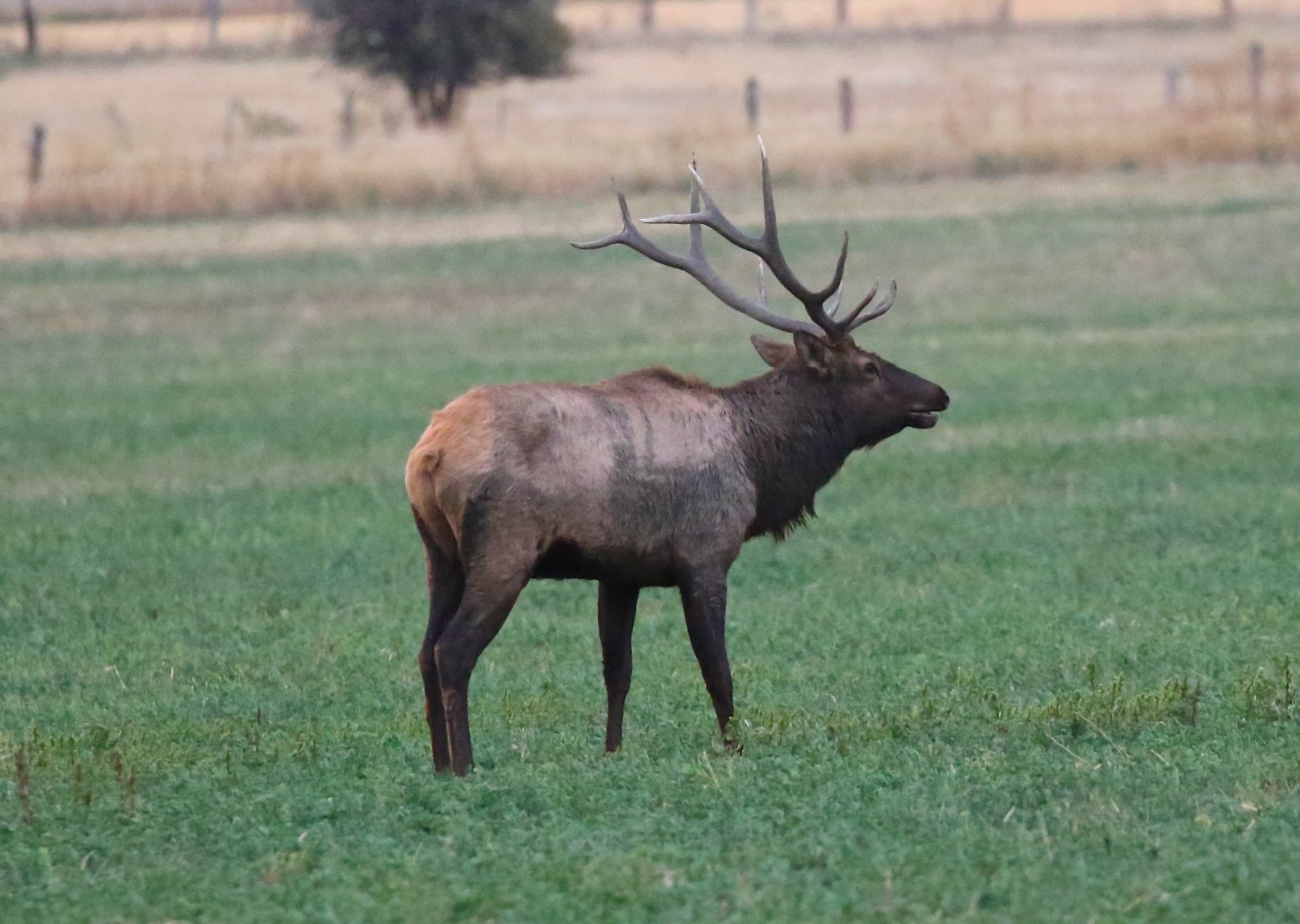 elk.jpg