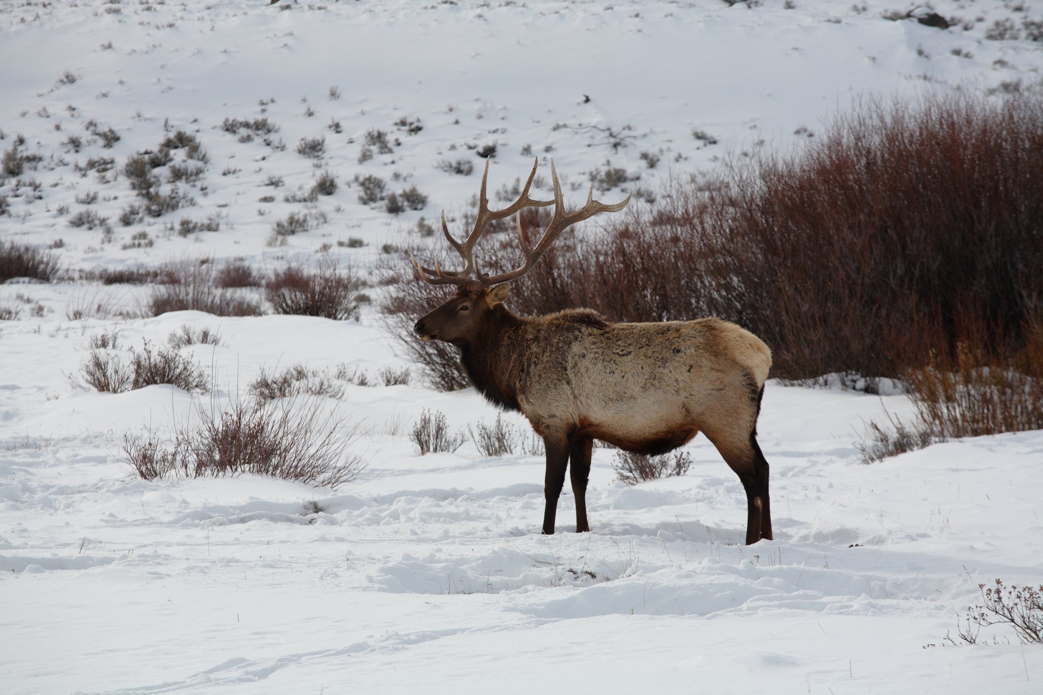 elk.JPG