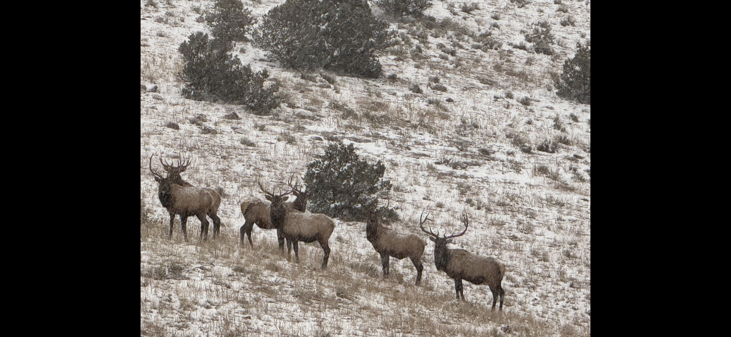 Elk, Nov24.jpg