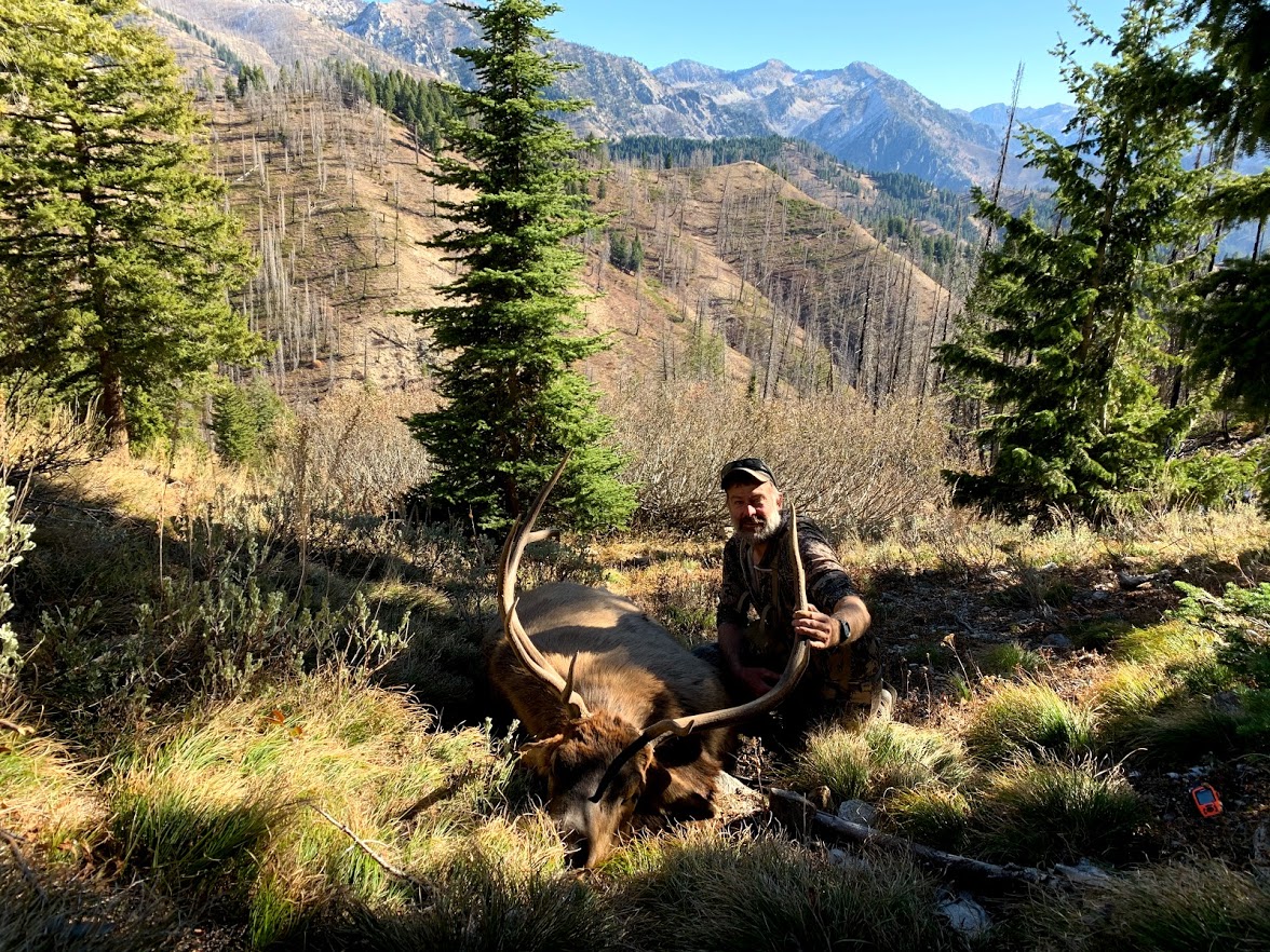 elk2.jpg