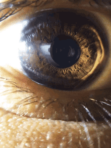 eye-brown-eye.gif