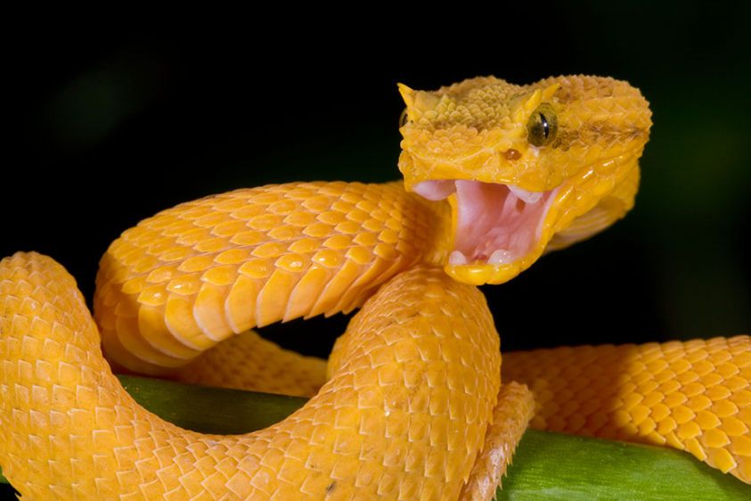 Eyelash-Viper-Fangs.jpg