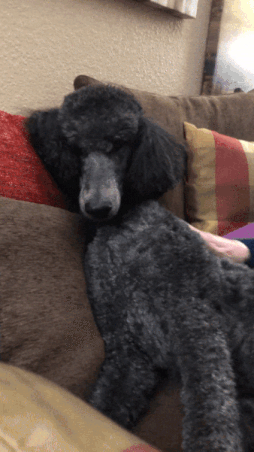 ezgif-7-25d695030aa5.gif