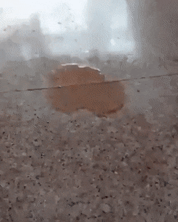 F42A9737-B0D3-404C-B5D2-40799A04C1EF.gif