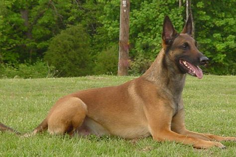 f54c0af9bddb41beb6bec3722b8e5557--belgian-malinois-dog-belgium-malinois.jpg