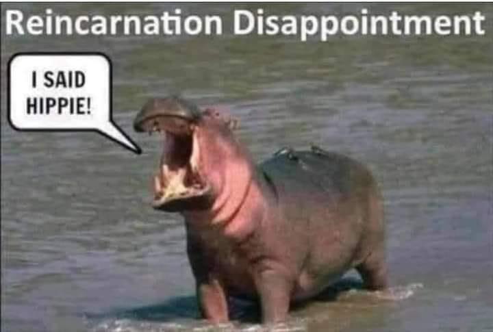 F59F1169-F0B2-49B1-A467-E600884524B7.jpeg