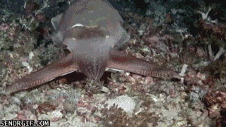 F5QqK.gif