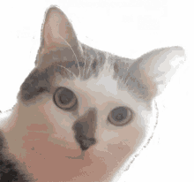 F880F413-1B44-4641-8A2E-7D35C90F002D.gif