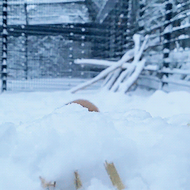 F8B379F3-8767-4AE6-9EE3-FCB6F823BDF9.gif