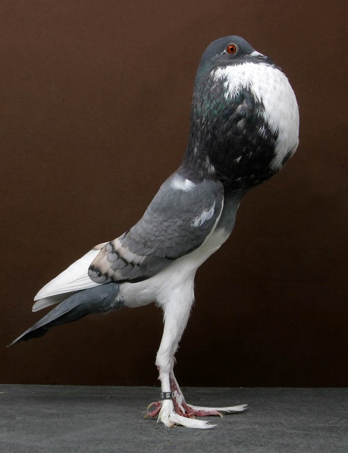 Facts-About-Pigeons-18.jpg