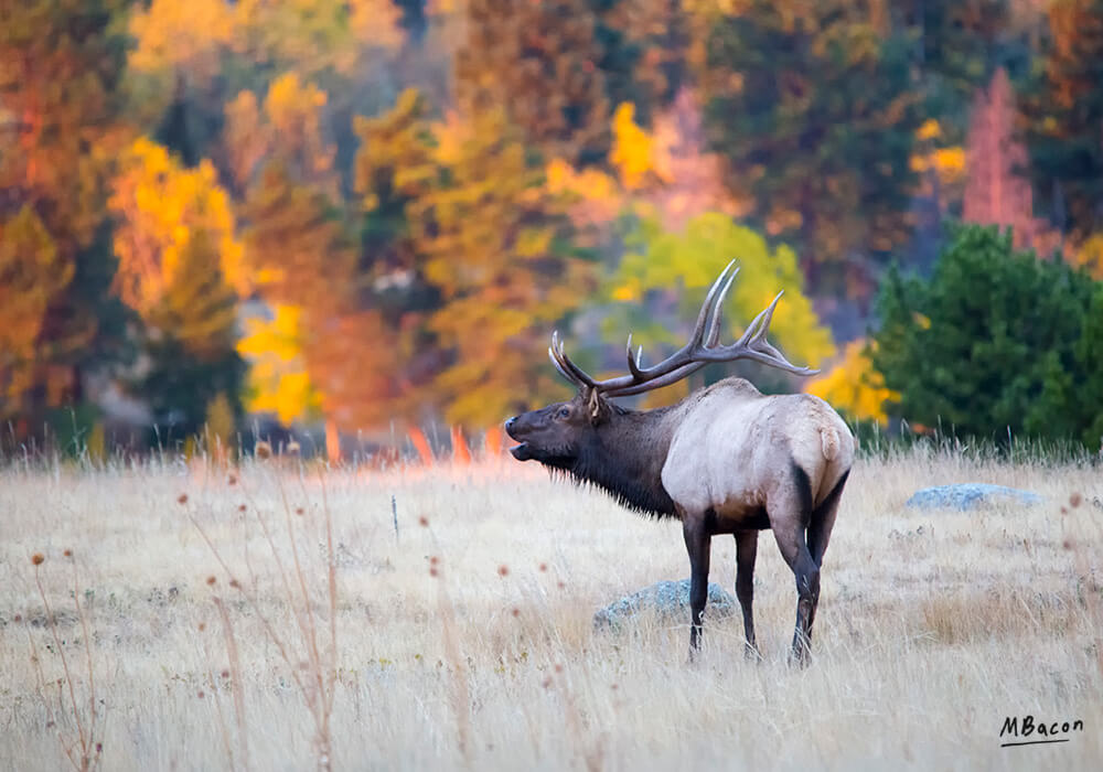fall-elk.jpg