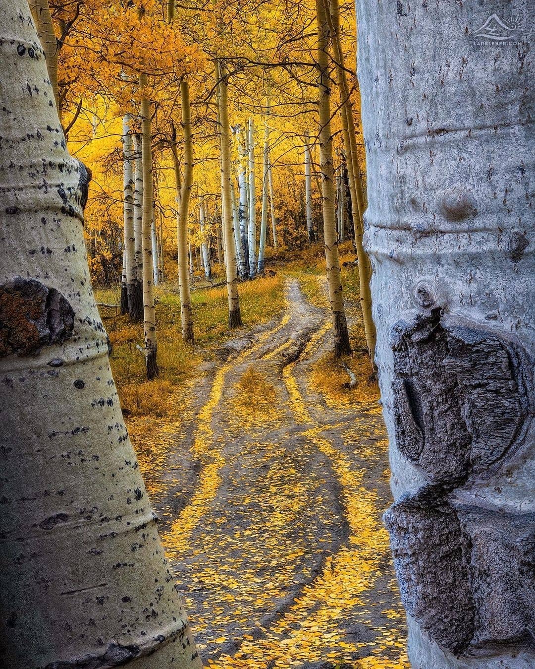 fall road.jpeg