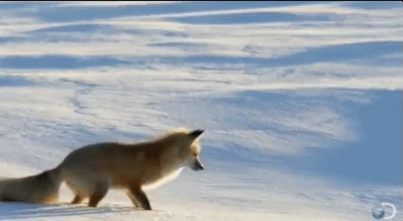 falling-into-snow-fox.gif