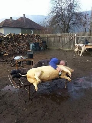 farm.jpg