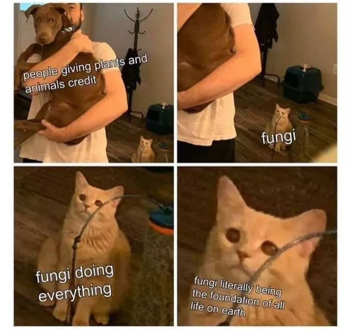 FB_IMG_1597966142802.jpg