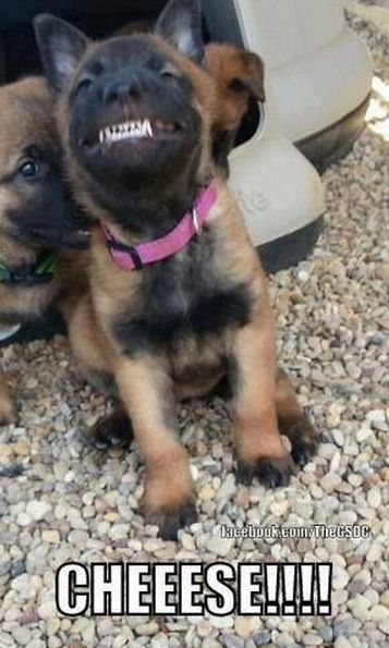 fd4a93fc1664a9db2e34ab10d0528cac--gsd-puppies-funny-puppies.jpg