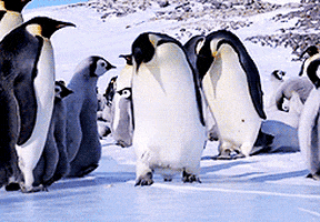 FE7286F9-CE9E-41FA-BE7A-065CF390C4E2.gif