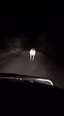 FearlessHalfAmericanbadger-size_restricted.gif