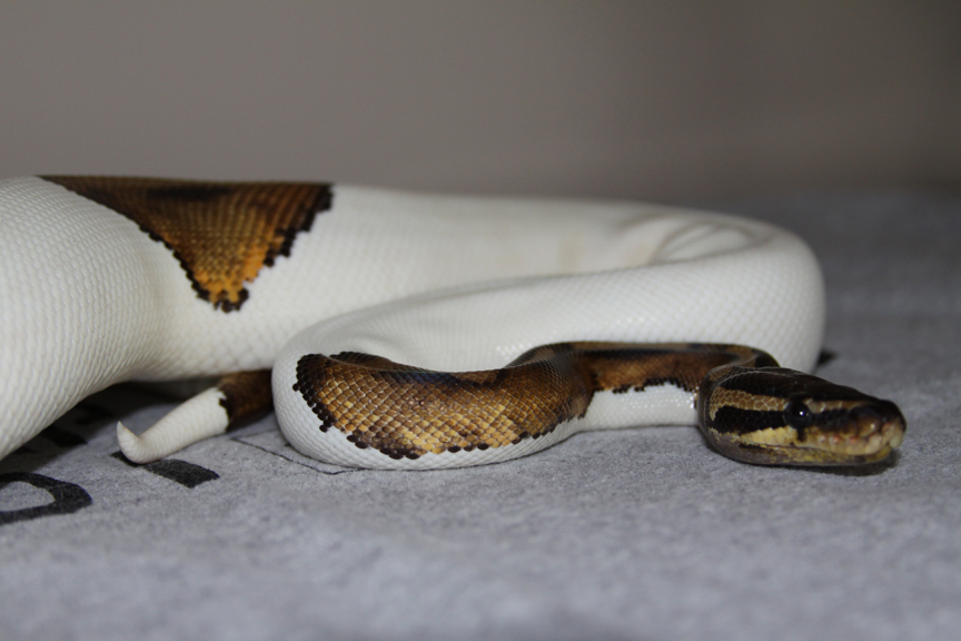 Female Pied08.jpg