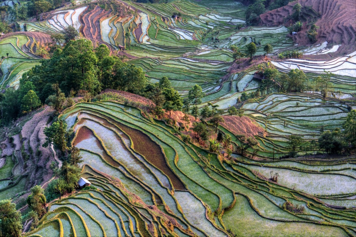 field maze.jpeg