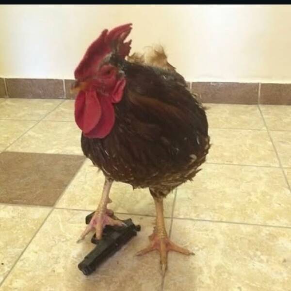 fighting cock.jpg