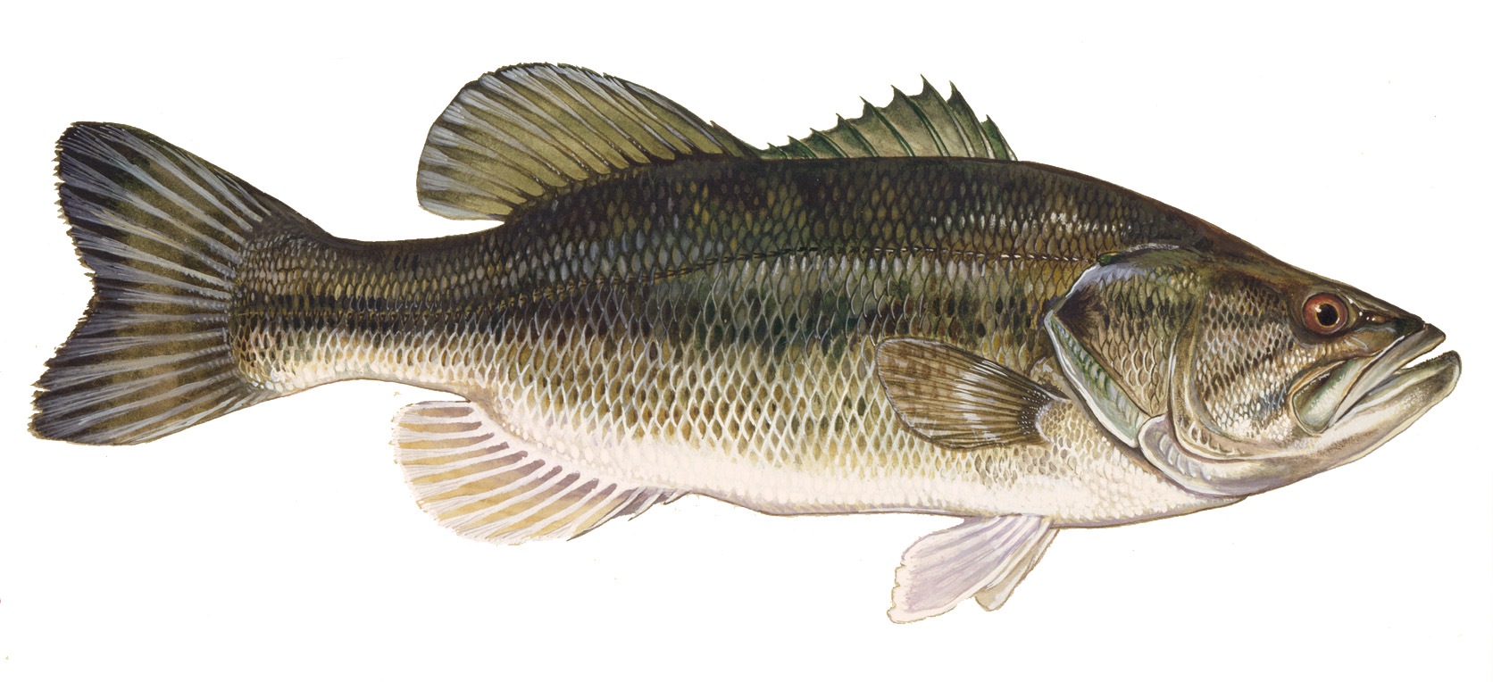 fish.jpg