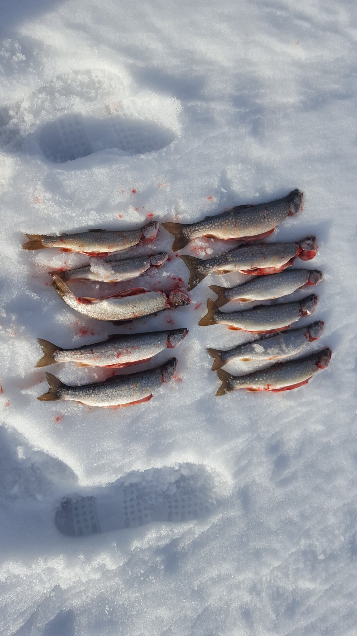 fishes.jpg