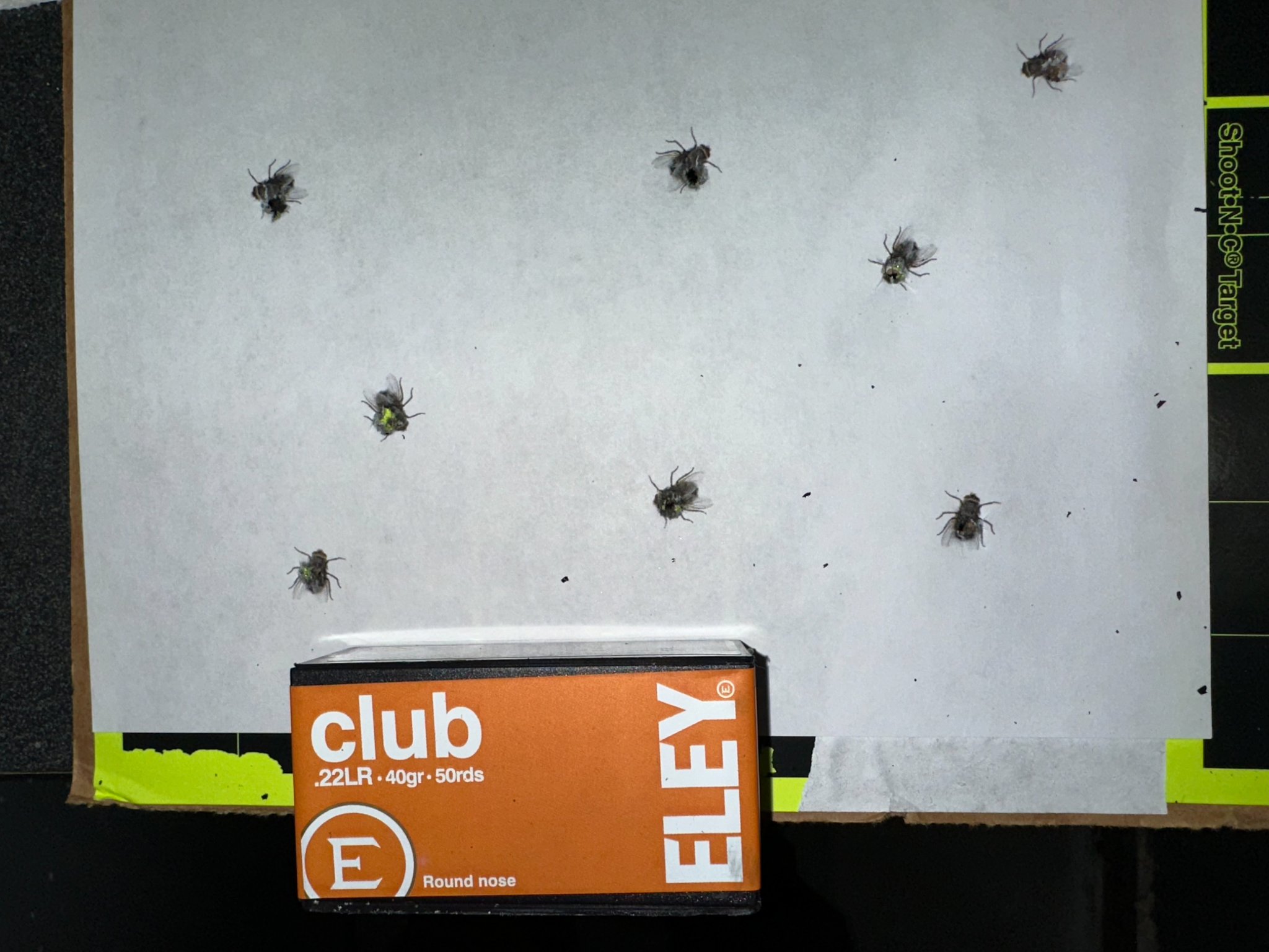 Flies15Dec23.jpg