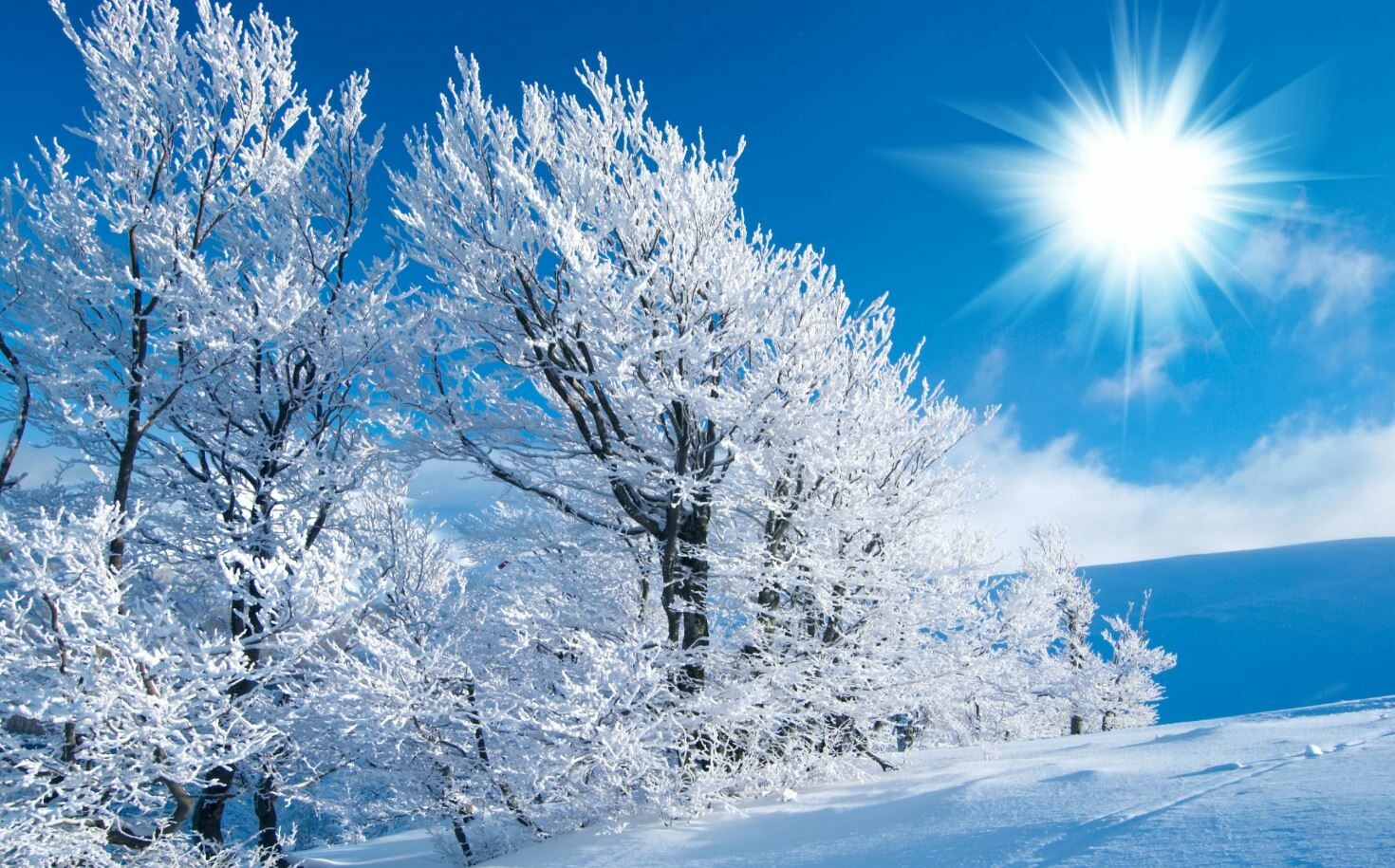 flocked trees.jpg