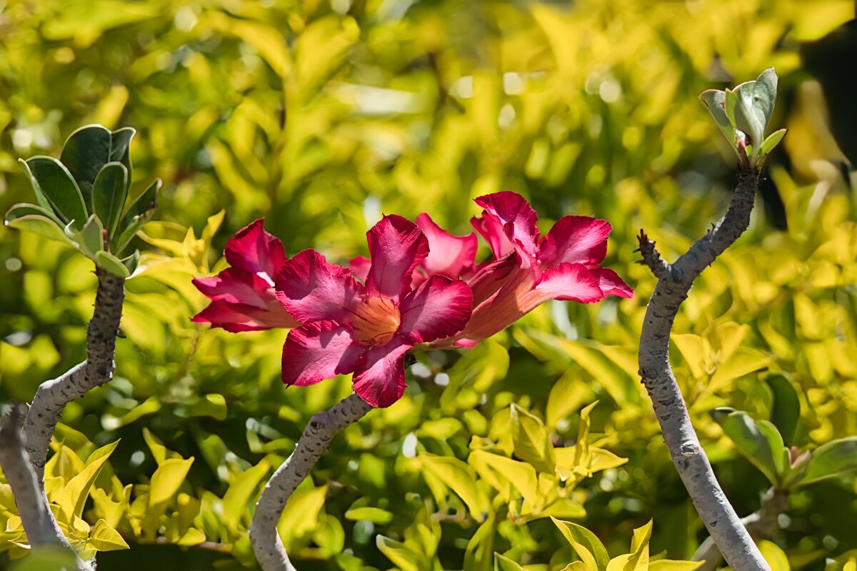 flower.jpg