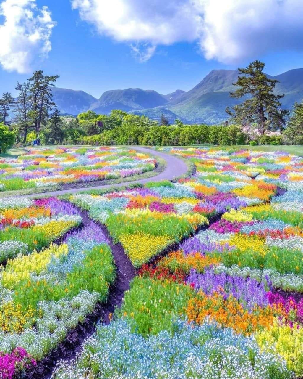 flower road.jpeg