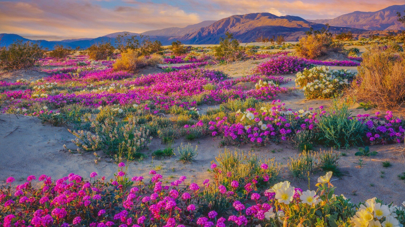 flowers 2.jpeg