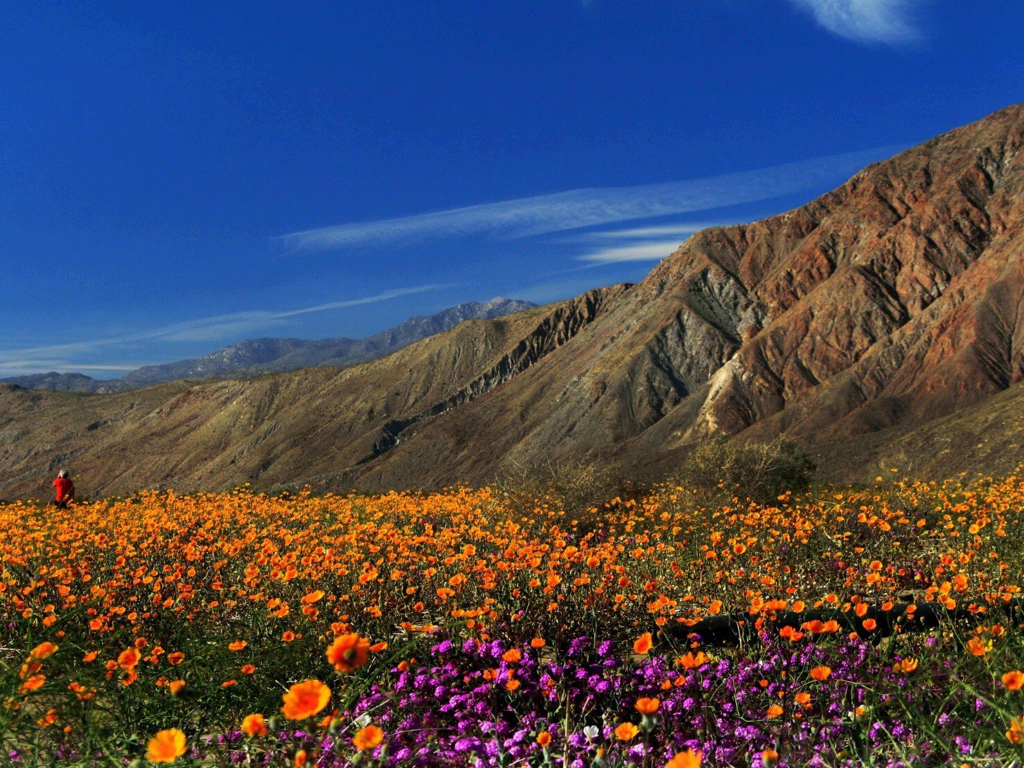 flowers 3.jpeg