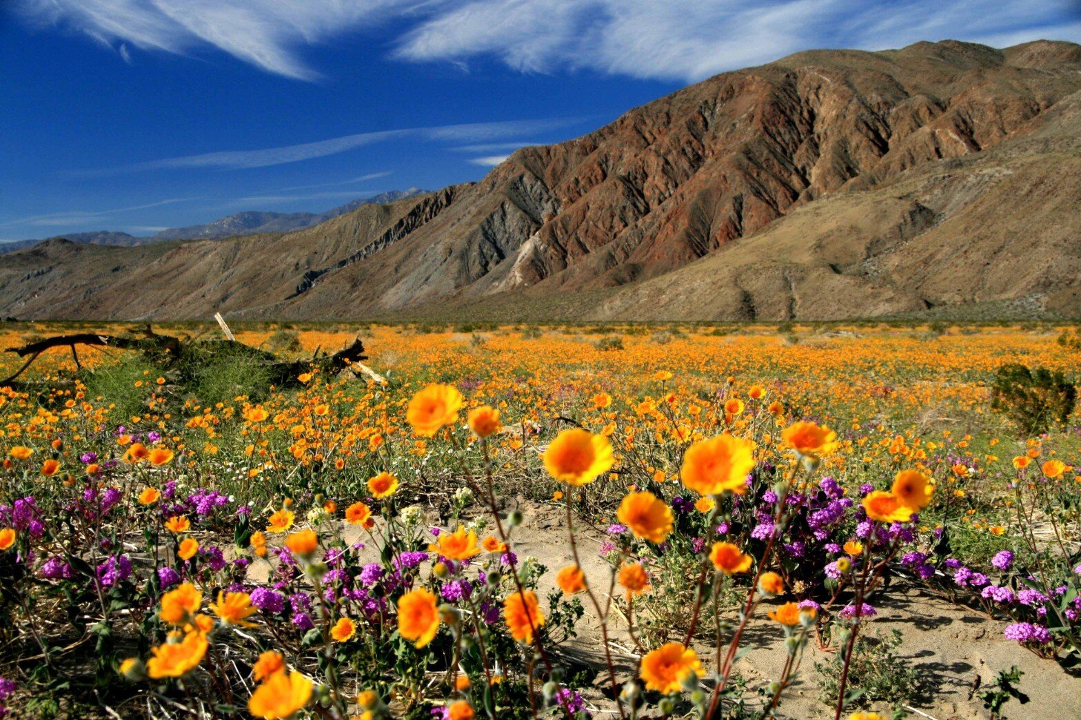flowers.jpeg