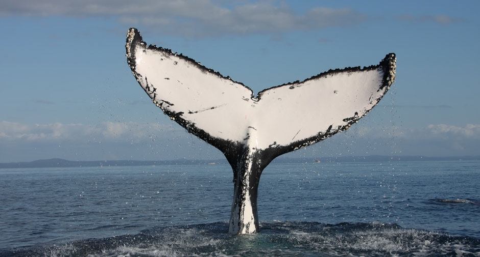 fluke-rise-up.jpg
