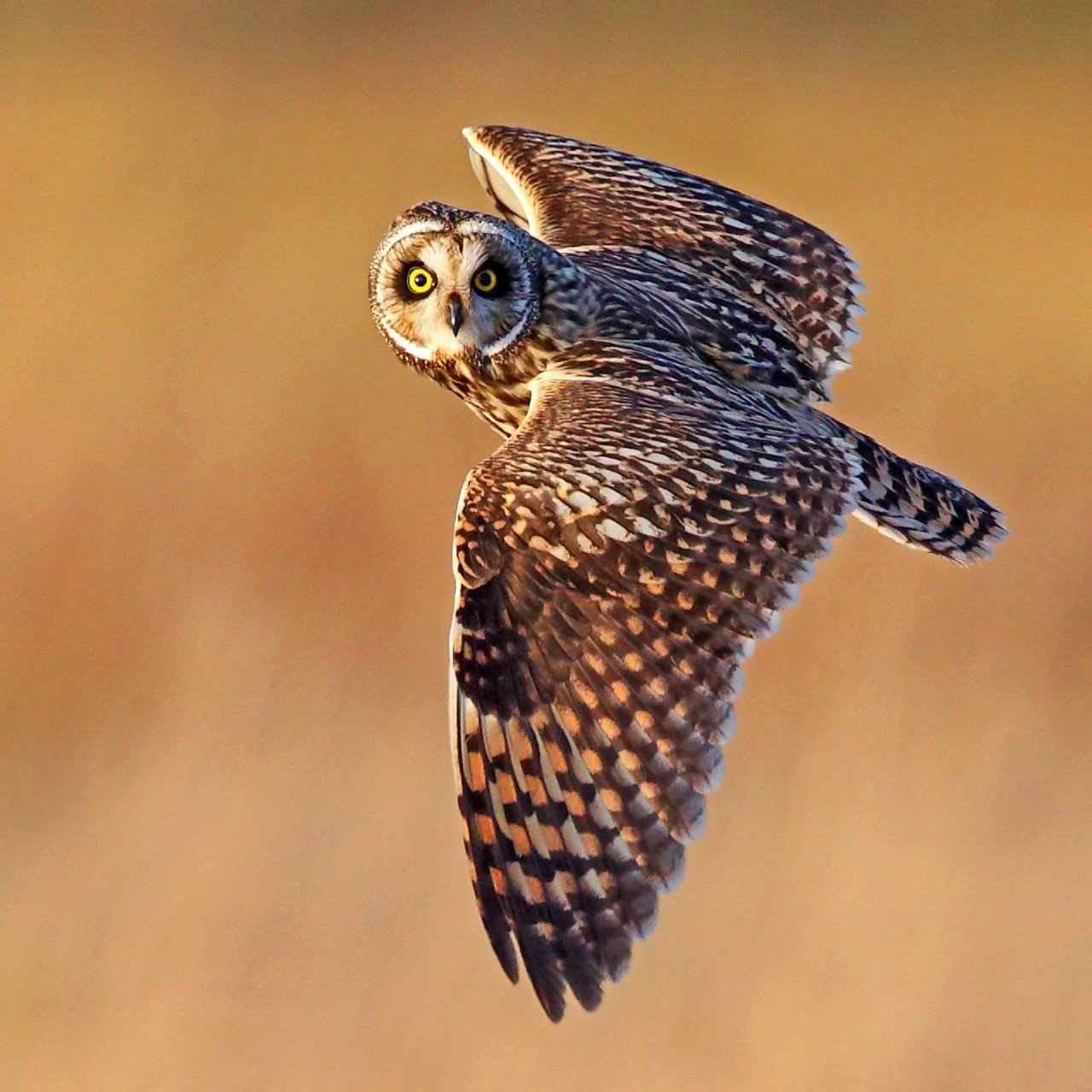 flying owl.jpeg