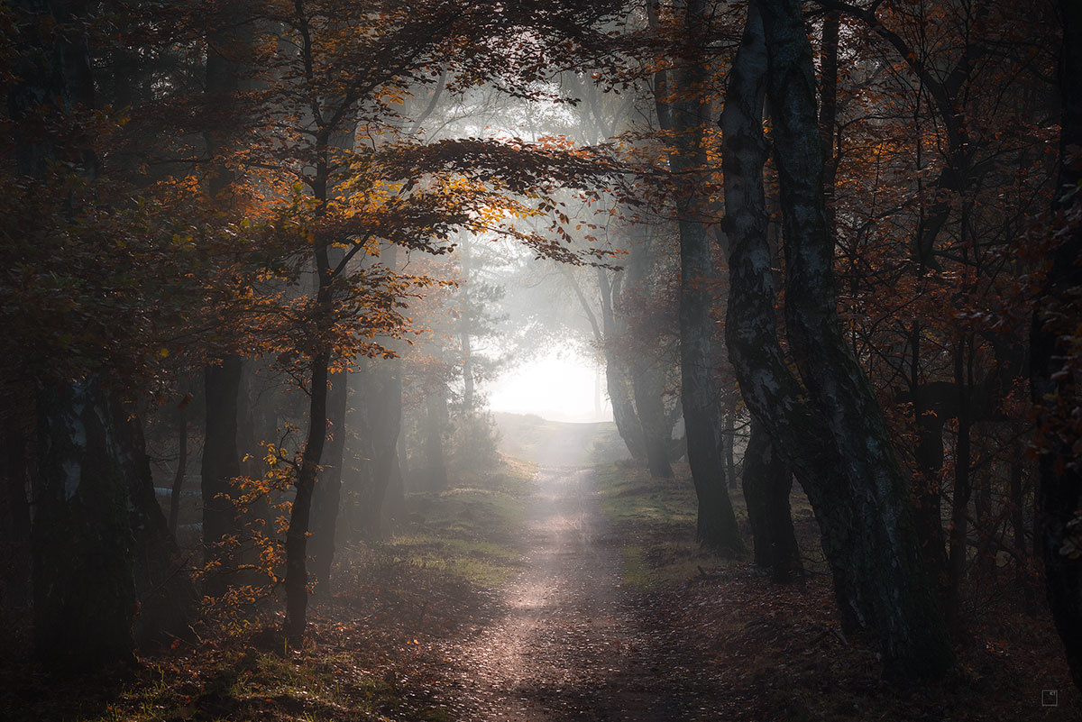 forest path.jpeg
