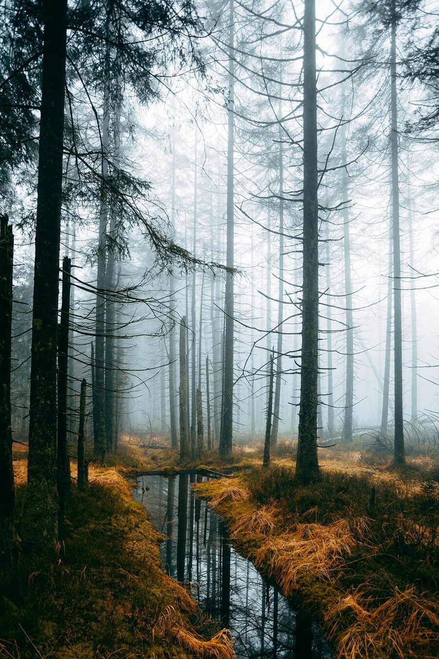 forest reflect.jpeg