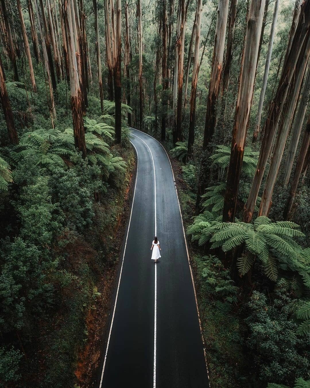 forest road.jpeg