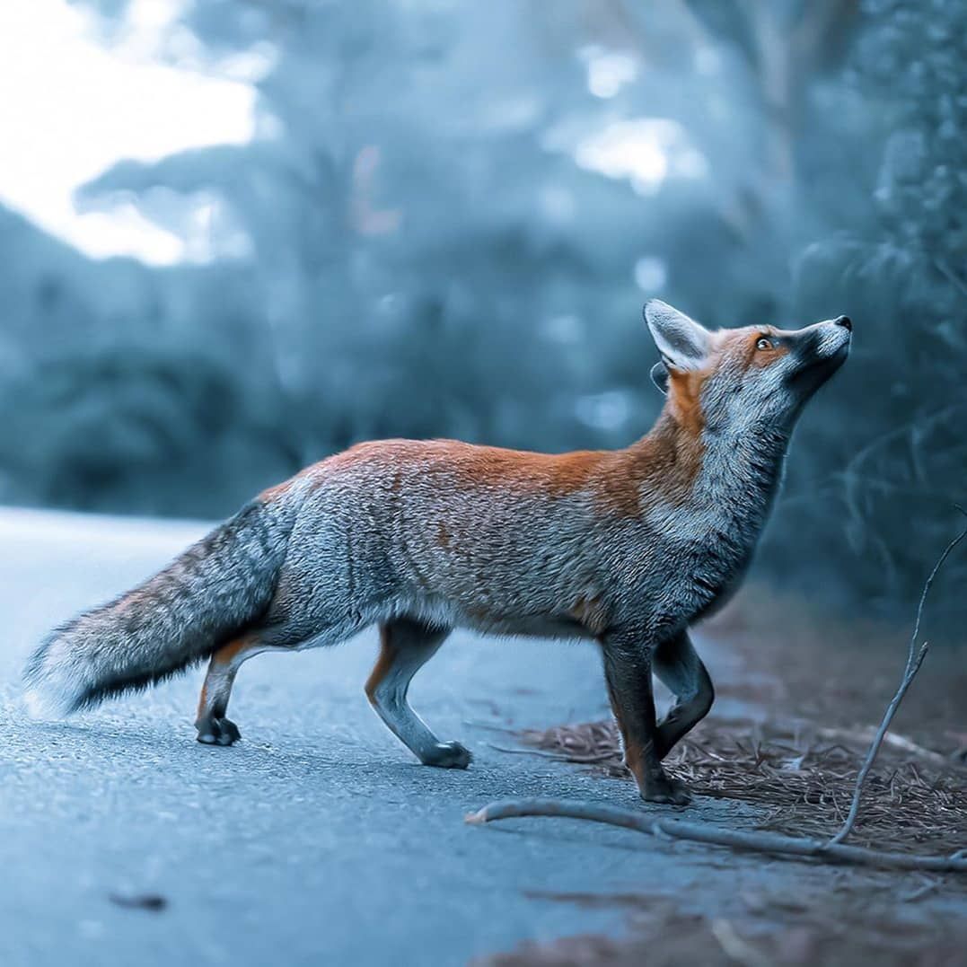fox.jpeg
