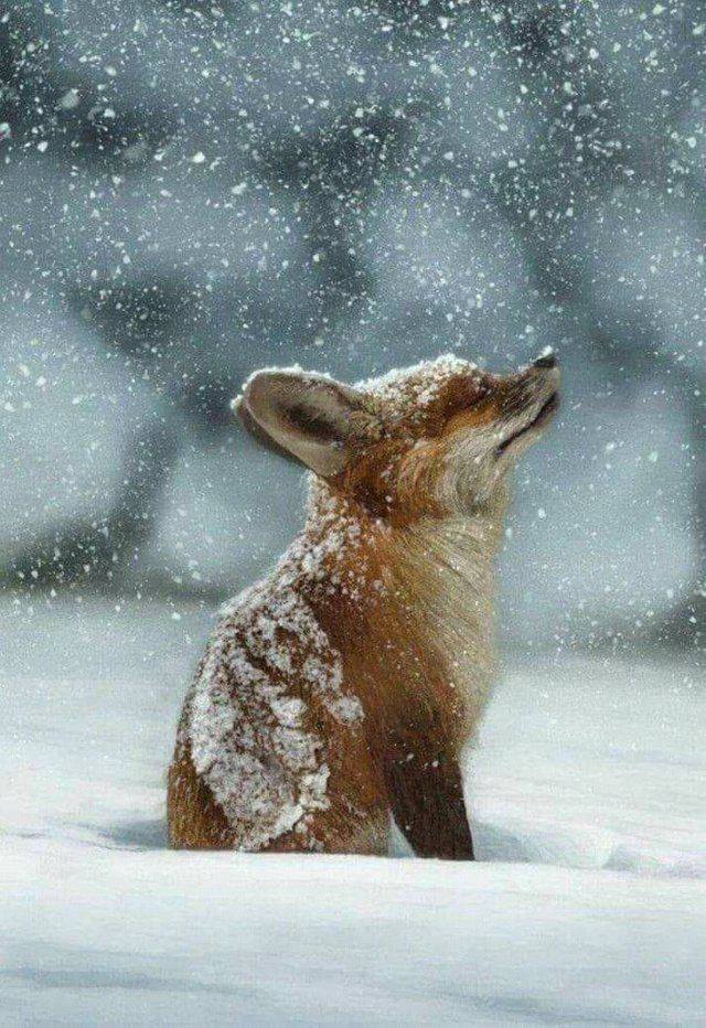 fox.jpg