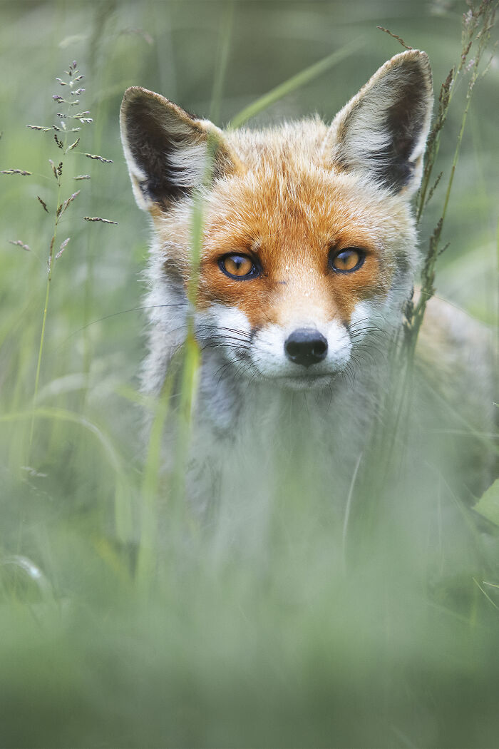 fox.jpg