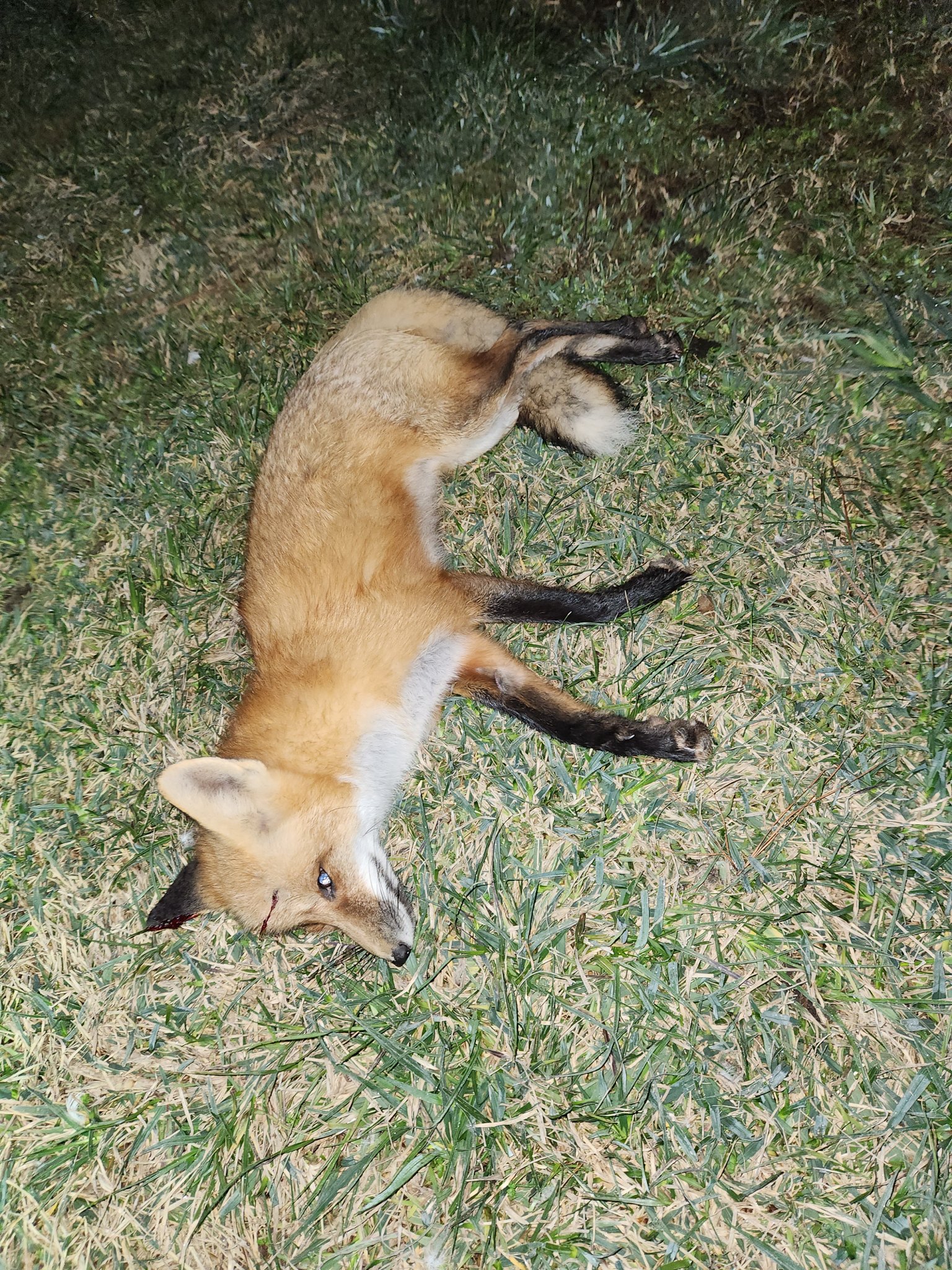 Fox.jpg