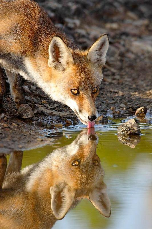 fox reflect.png