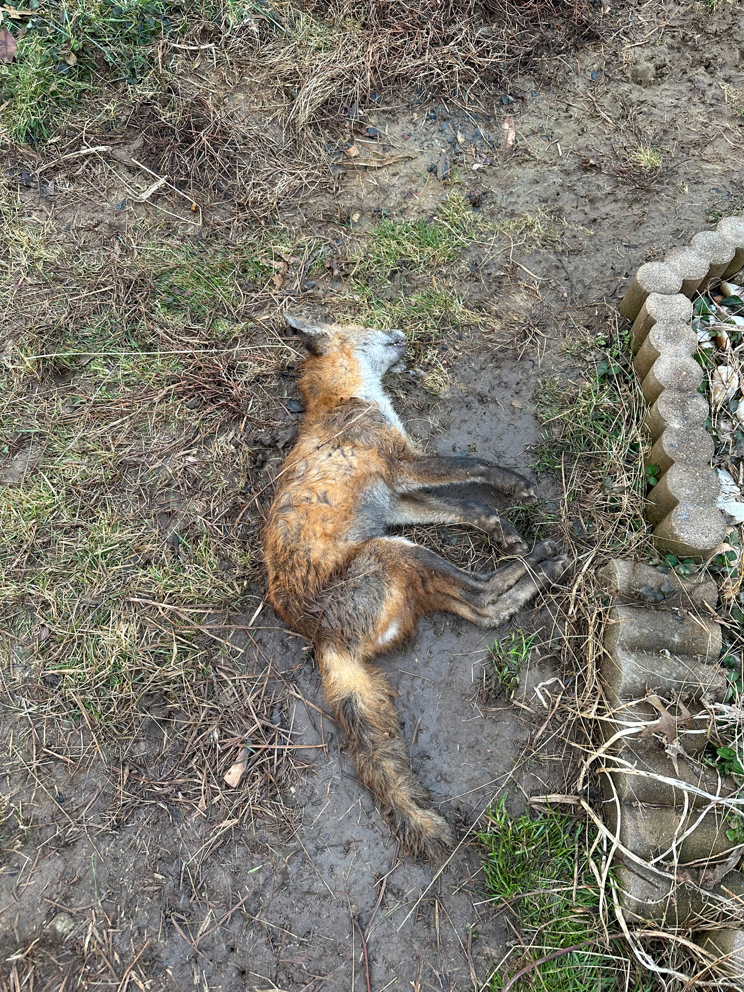 fox1.jpg