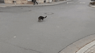 FreshElatedJaguarundi-max-1mb.gif