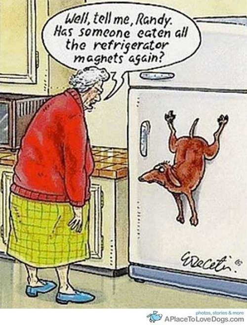 fridge.jpeg