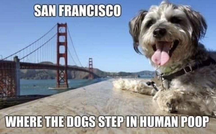 frisco dog .jpeg